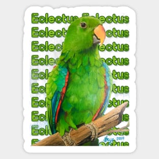 Eclectus Sticker